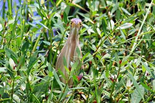 杨桥湖的黄苇鳽