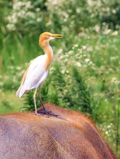 武惠堤的牛背鹭