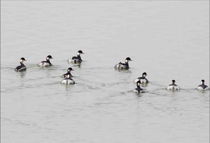 黑颈鸊鷉 红眼睛