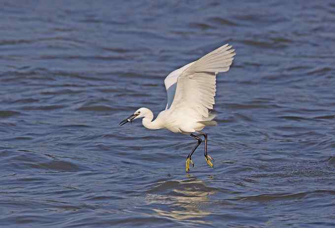 白鹭们凌波微步捕鱼忙