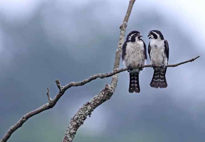 白腿小隼——婺源拍鸟系列之一