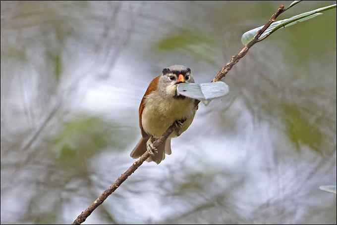 拍鸟，是我的逃避吗