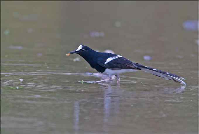 to be, or not to be 赤腹鹰 to be, or not to be 赤腹鹰