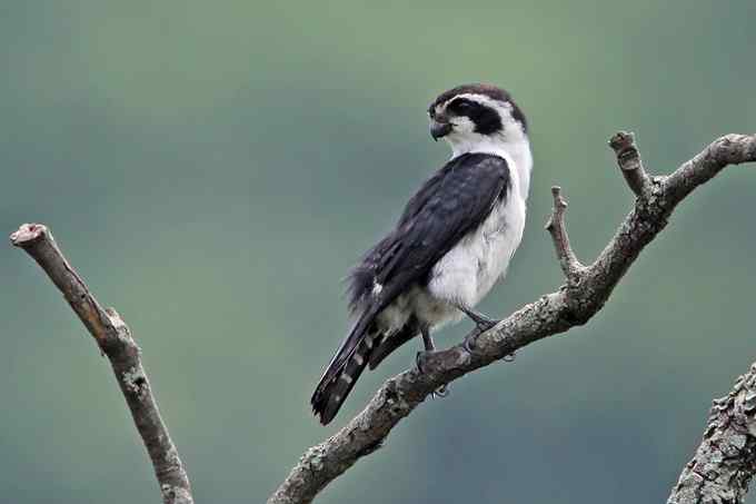 白腿小隼——婺源拍鸟系列之一