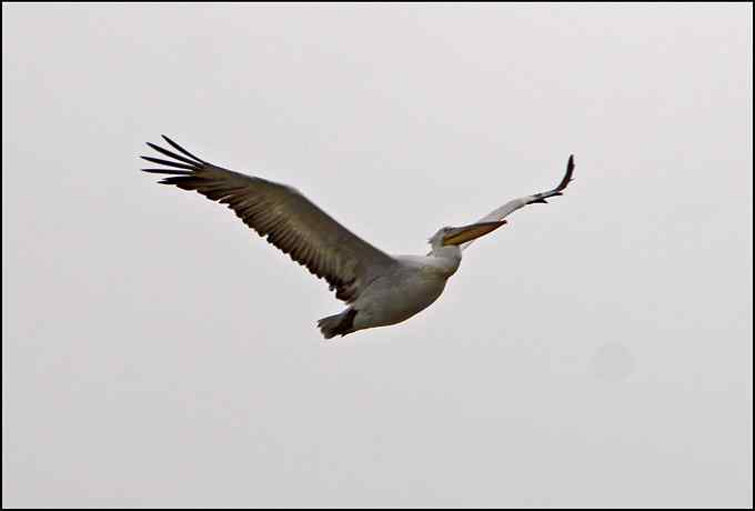 “30多只鹈鹕”把我骗了出来