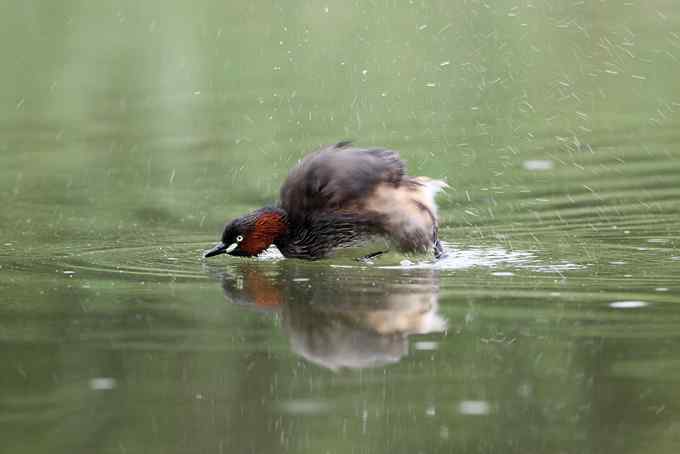 为生命而绽放：小鸊鷉
