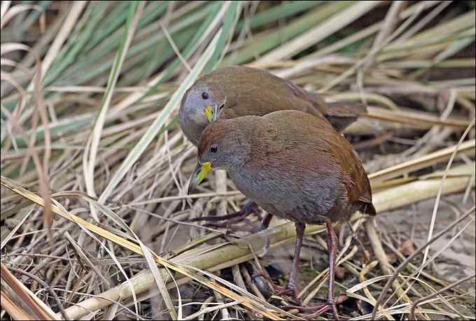 拍鸟，是我的逃避吗