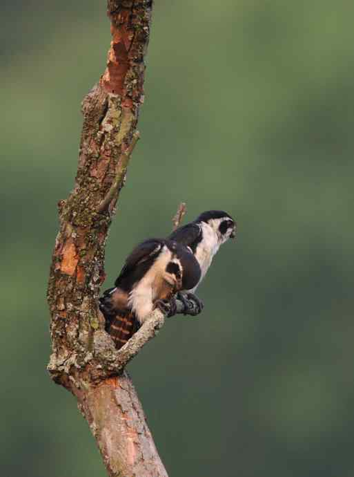 白腿小隼——婺源拍鸟系列之一