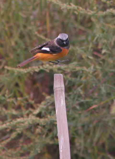 新鸟种，捕鸟者及“虎牙哥哥”