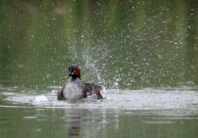 为生命而绽放：小鸊鷉