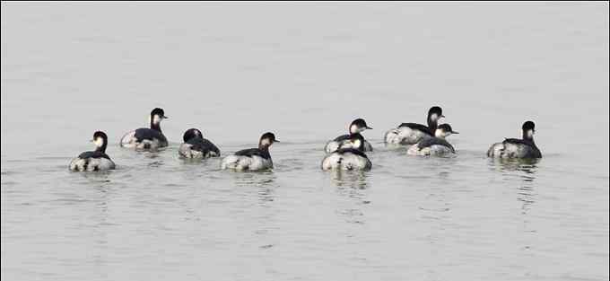 黑颈鸊鷉 红眼睛