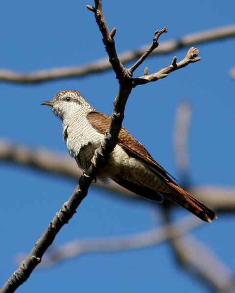 年终盘点：鸟人拍鸟真的突破100种了！
