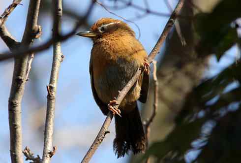 画眉：既放我，何抓我？