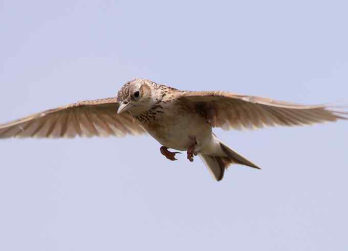 健康真好 小云雀