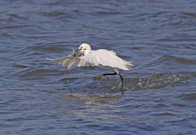 白鹭们凌波微步捕鱼忙