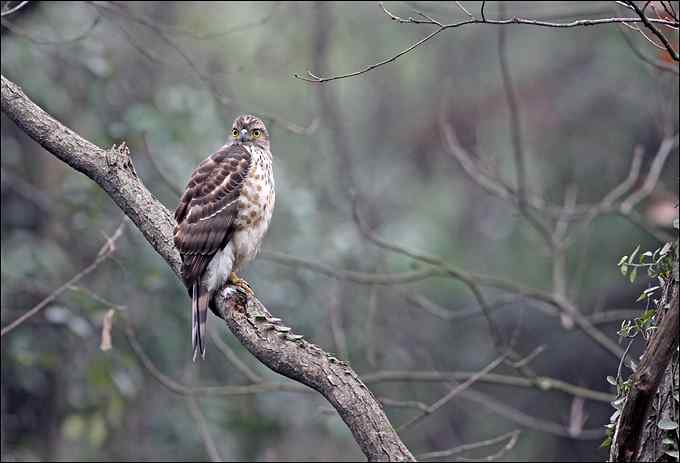 拍鸟，是我的逃避吗
