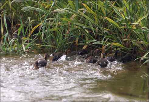 勇敢的野鸭妈妈