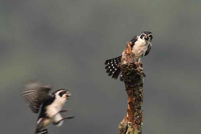 白腿小隼——婺源拍鸟系列之一