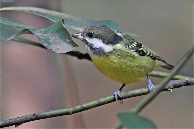 拍鸟，是我的逃避吗