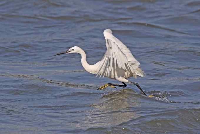 白鹭们凌波微步捕鱼忙