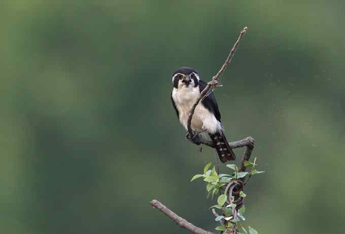 白腿小隼——婺源拍鸟系列之一