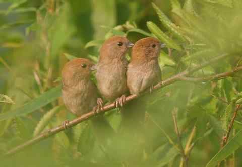 草丛中的小不点 棕头鸦雀