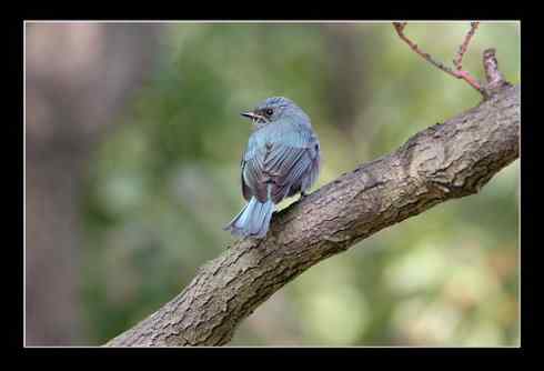 扑向2008 铜蓝鶲