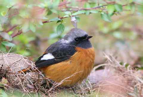 总算又去拍鸟了 北红尾鸲、丝光椋鸟