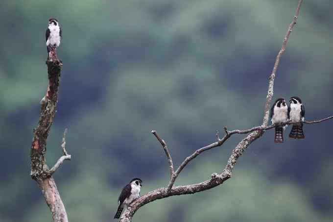 白腿小隼——婺源拍鸟系列之一