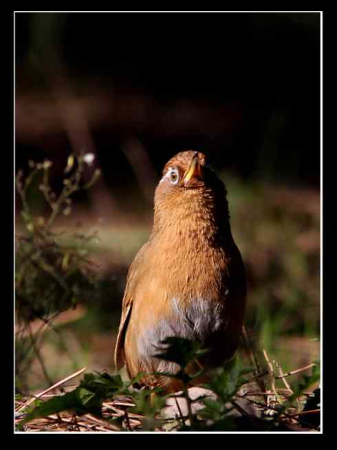 画眉：既放我，何抓我？