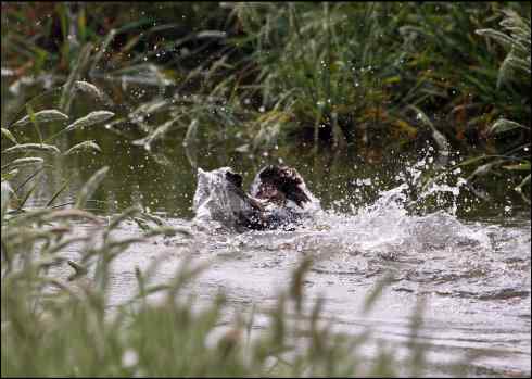 勇敢的野鸭妈妈