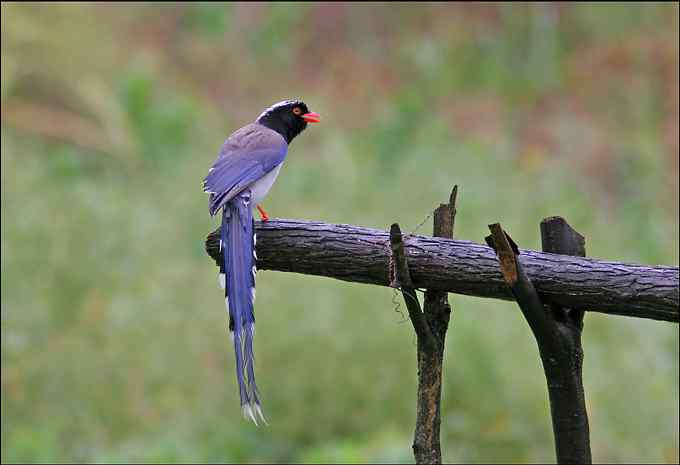 to be, or not to be 赤腹鹰 to be, or not to be 赤腹鹰