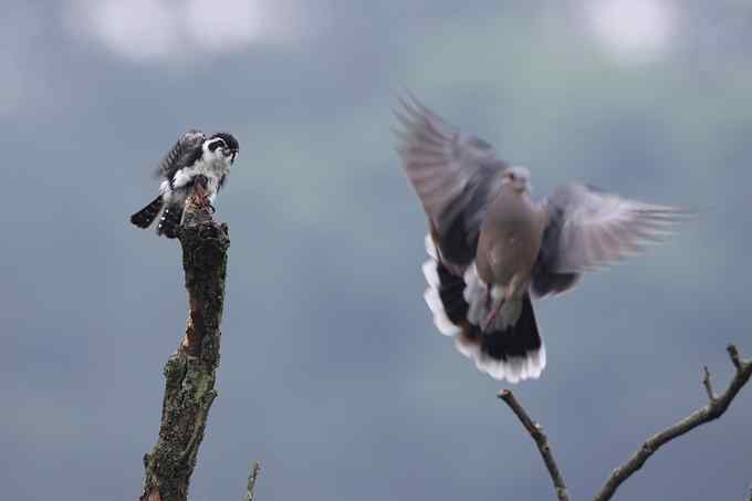 白腿小隼——婺源拍鸟系列之一