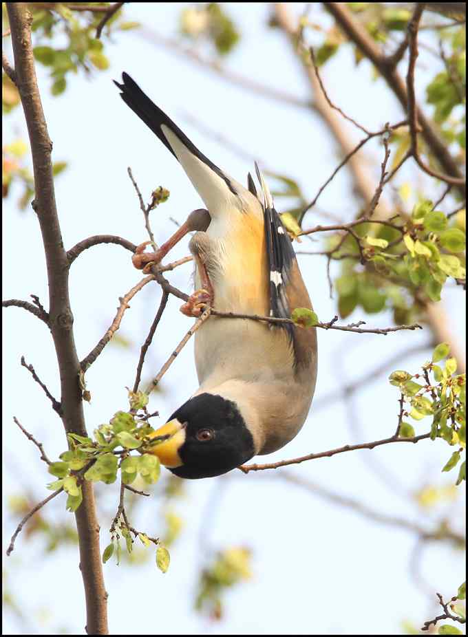 阳光、小鸟、秋叶
