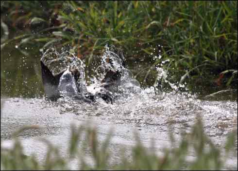 勇敢的野鸭妈妈