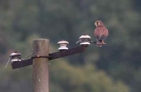 狗年拍到的最后一只鸟 红隼