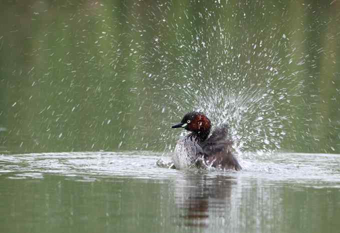 为生命而绽放：小鸊鷉