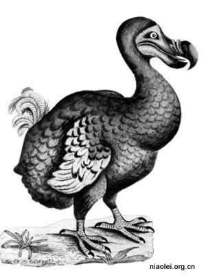渡渡鸟图片大全