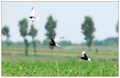 拍鸟——不惧鸟网