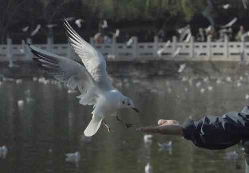 昆明翠湖公园拍鸟——海鸥
