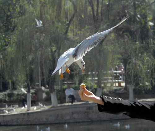 昆明翠湖公园拍鸟——海鸥