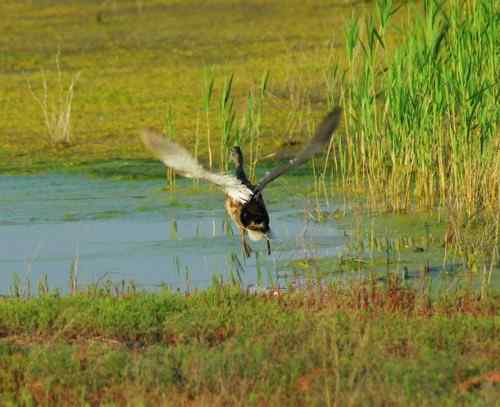 观鸟－－野鸭子