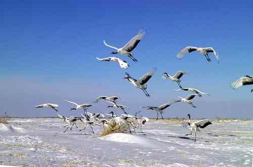冬天的鹤——冰天雪地的丹顶鹤