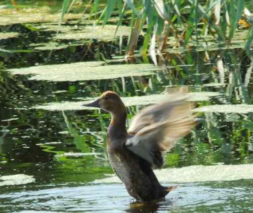 观鸟－－野鸭子