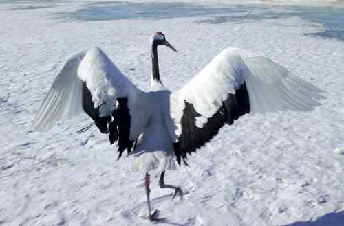 冬天的鹤——扎龙拍摄的丹顶鹤