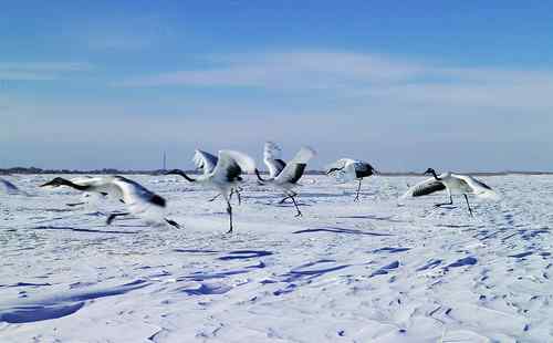 冬天的鹤——冰天雪地的丹顶鹤