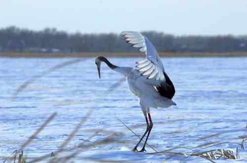 在扎龙拍摄丹顶鹤——雪地起舞