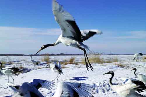 冬天的鹤——扎龙拍摄的丹顶鹤