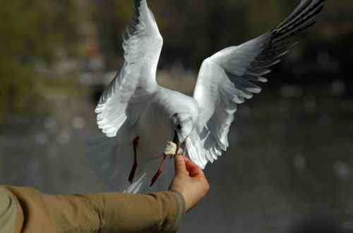 昆明翠湖公园拍鸟——海鸥