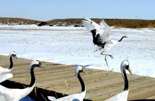 在扎龙拍摄丹顶鹤——雪地起舞